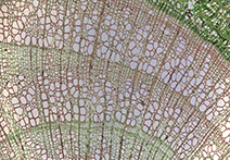 INFINITY 4-11 sample image of tilia